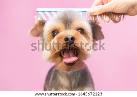 Сток-фото: Grooming Dog At The Hairdressers