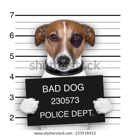 Stok fotoğraf: Police Mugshot Dog