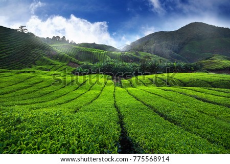 Foto d'archivio: Amazing Landscape View Of Tea Plantation In Sunset Sunrise Time Nature Background With Blue Sky An