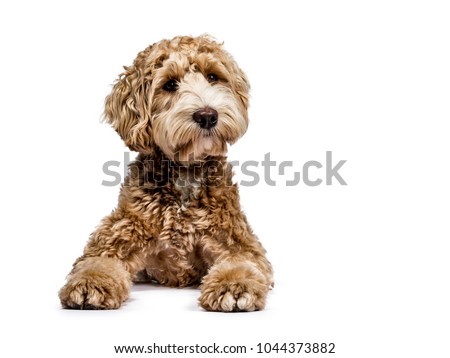 Stock photo: Head Shot Of Labradoodle On White