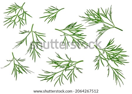 Stockfoto: Dill Tops Or Grass Clippings Background