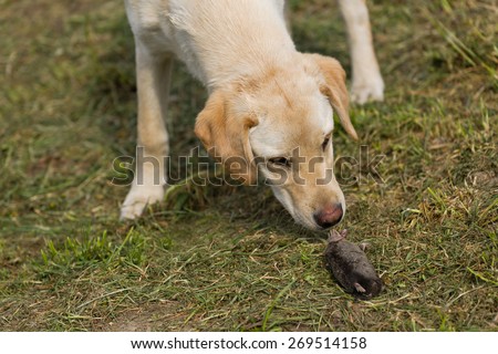 [[stock_photo]]: Golden Labrador Retriever Puppy Sniffing Dead Mole