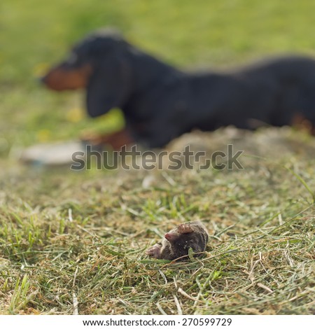 Сток-фото: Dachshund Dog Laying By Dead Mole