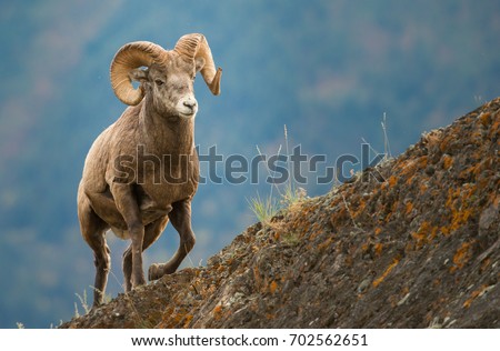 Stock photo: Bighorn Sheep