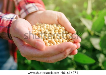 Сток-фото: Farmer With Handful Od Soybean In Cultivated Field