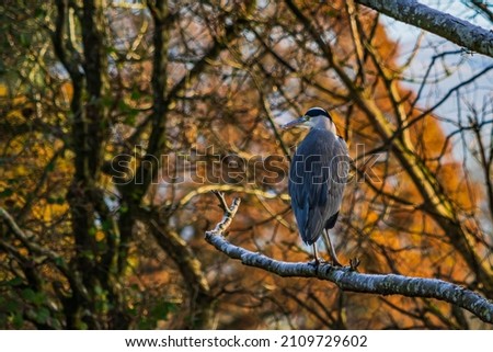 Stock fotó: Blue Heron Half Length