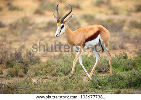 Stock photo: Springbok Antidorcas Marsupialis