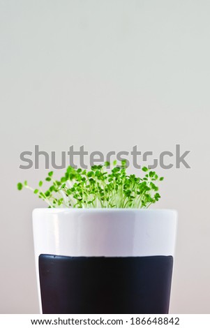 Stockfoto: Arugula Or Eruca Sativa Offspring