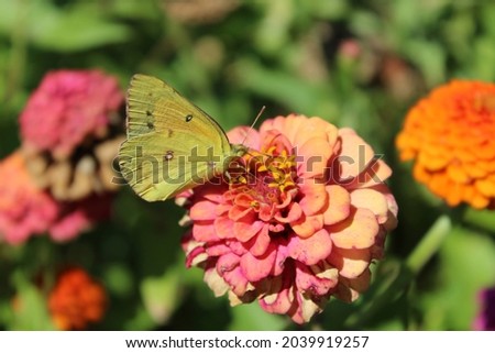 Stock photo: Cloudless Sulphur Butterfly Collecting Nectar