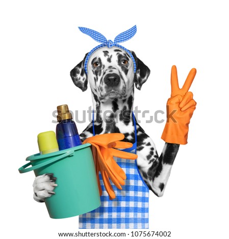 Foto stock: Dog Doing Household Chores