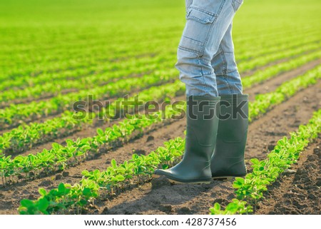 Foto stock: Unrecognizable Male Farmer Standing In Soybean Plants Rows