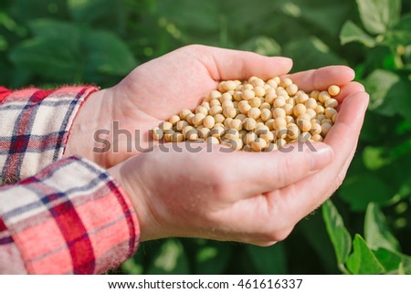 Zdjęcia stock: Female Farmer With Handful Od Soybean In Cultivated Field