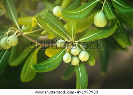 [[stock_photo]]: Oleaster Shrub With Olive Like Fruit