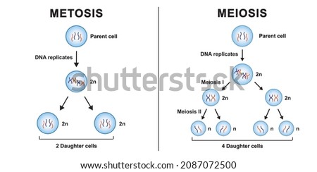 Stok fotoğraf: Meiosis Vs Mitosis