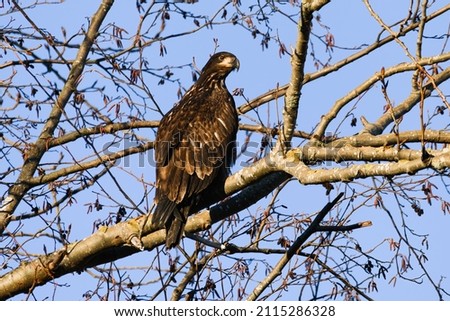 Foto d'archivio: Immature Bald Eagle In Tree Skagit County Washington