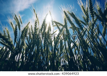 Foto stock: Low Angle View Of Retro Toned Wheat Field Against Sun