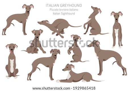 Stock fotó: Vector Italian Greyhound Dog Breed