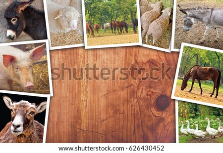 Stok fotoğraf: Agriculture And Livestock Collage Photos With Various Animals