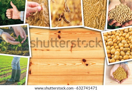 Foto stock: Soy Bean Farming In Agriculture Photo Collage