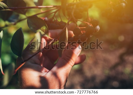 Stock fotó: Farmer Examining Aronia Berry Fruit Grown In Organic Garden