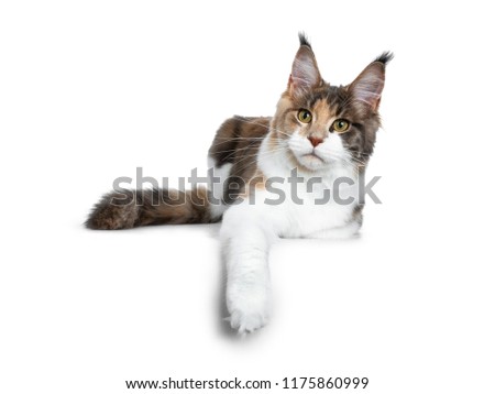 ストックフォト: Sweet Bicolor High White Maine Coon Cat Girl Isolated On White Background