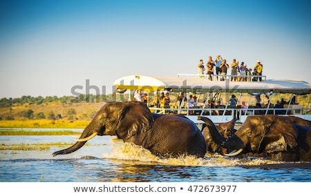 ストックフォト: Chobe River Landscape Botswana Africa