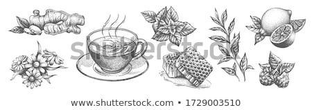 Stok fotoğraf: Chamomile Tea With Mint And Berries Isolated On White Background