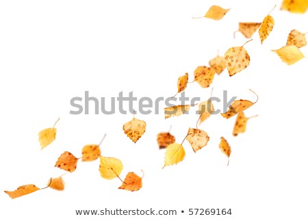 Stock foto: Dry Fallen Autumn Leaves On White Background