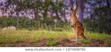 Stock fotó: Australian Kangaroo