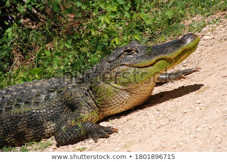 Stok fotoğraf: Large American Alligator