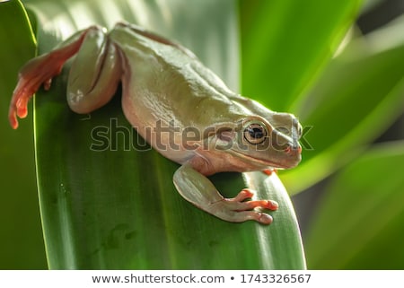 Сток-фото: Green Tree Frog On Colorful Background
