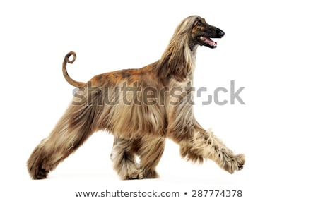 Foto stock: Afghan Hound Dancing In The White Studio