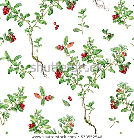 ストックフォト: Hand Drawn Watercolor Seamless Pattern Cranberries