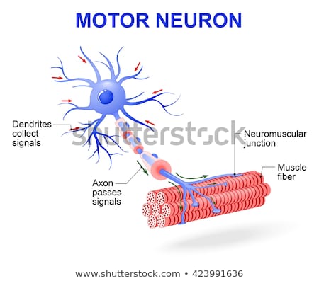 Stok fotoğraf: Motor Neuron Vector Diagram