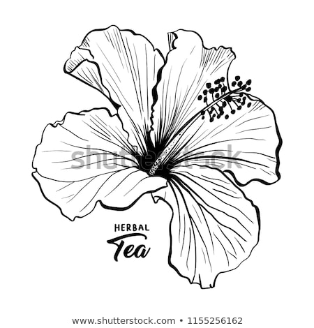 Stok fotoğraf: Vector Illustration Of Flower Hibiscus Chinese Rose