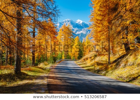 Foto stock: Magical Yellow Larches Location Place Dolomiti Alps Cortina D