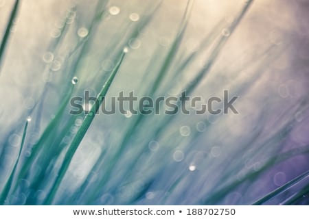 Foto stock: Grass With Dew Drops Closeup Toned