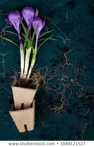 Foto d'archivio: Gardening Tools Peat Pots Crocus Flower Spring