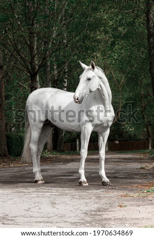 Stock photo: Stallion On A White