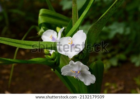 Stock photo: Tradescantia Andersoniana Osprey