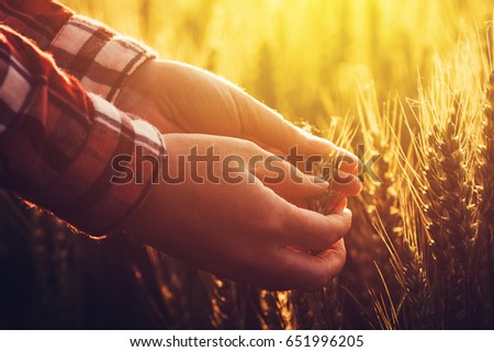 Stockfoto: Agronomist Researcher Analyzes Wheat Ear Development