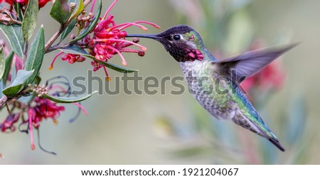 Kolibri Foto stock © yhelfman