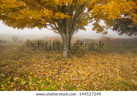 Stock fotó: Lone Maple Tree On A Foggy Fall Morning In Vermont Usa