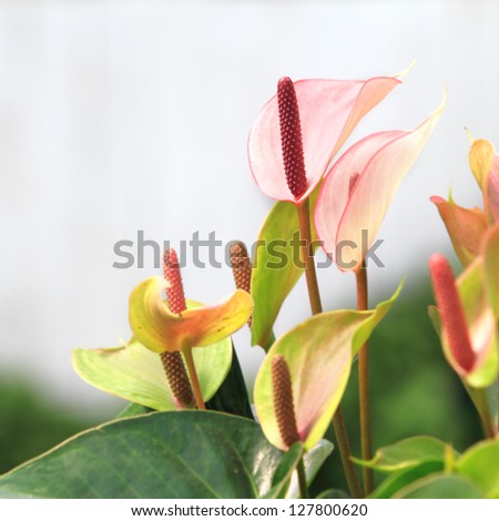 Stock photo: Anthurium Sonate Flamingo Lily