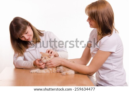 Foto stock: The Hostess Brought The Cat To The Vet Appointment