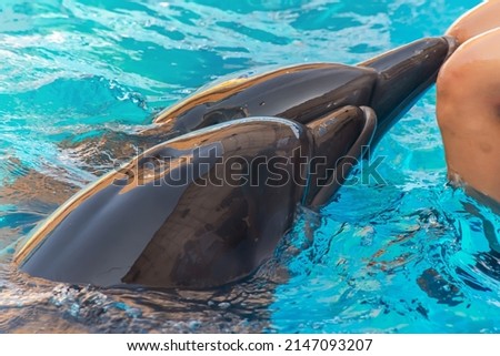 Сток-фото: Dolphin Sitting On The Edge Of A Pool