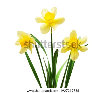 Сток-фото: Blooming Daffodils