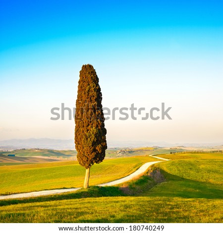 Foto stock: Tuscany Lonely Cypress Tree And Rural Road Siena Orcia Valley