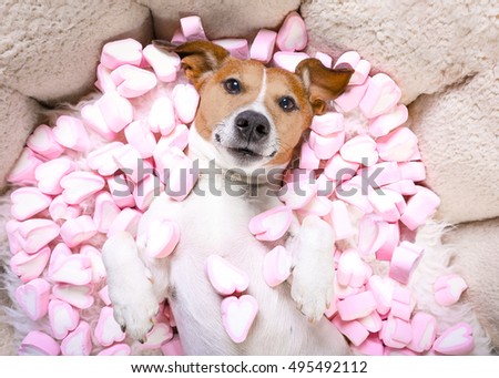 Stock foto: Jack Russell Dog Sleeping In Love While Lying On Bed With Valentines Petal Roses As Background