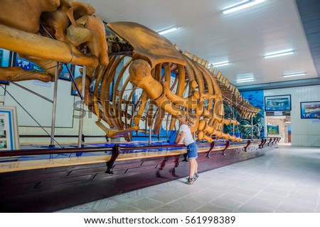 Foto stock: Nha Trang Vietnam - January 16 2017 A Whale Skeleton At The National Oceanographic Museum Of The